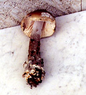 Amanita ceciliae